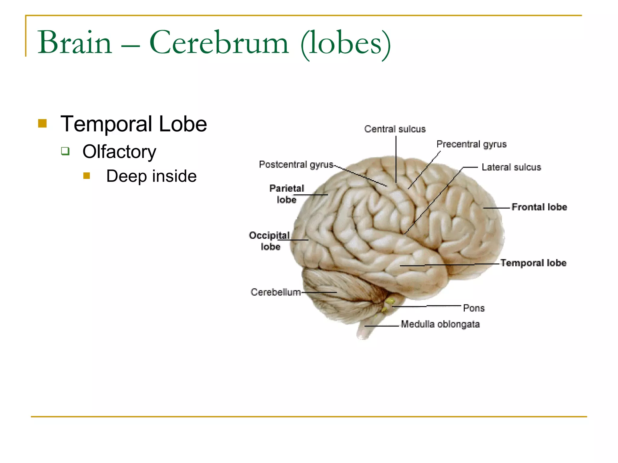 Brain – Cerebrum (lobes) Temporal Lobe Olfactory Deep inside 