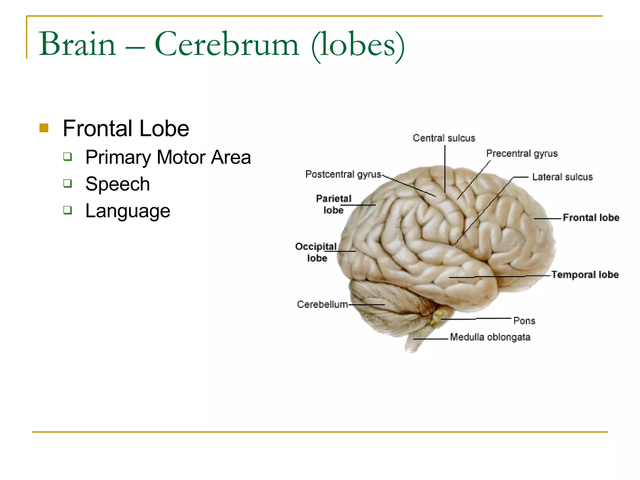 Brain – Cerebrum (lobes) Frontal Lobe Primary Motor Area Speech  Language 