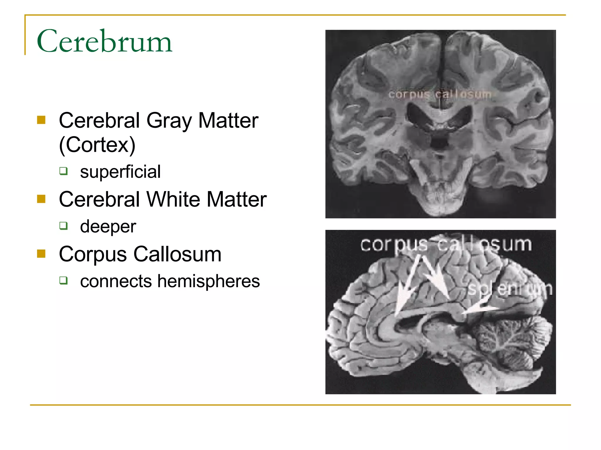 Cerebrum Cerebral Gray Matter (Cortex) superficial  Cerebral White Matter deeper  Corpus Callosum connects hemispheres 