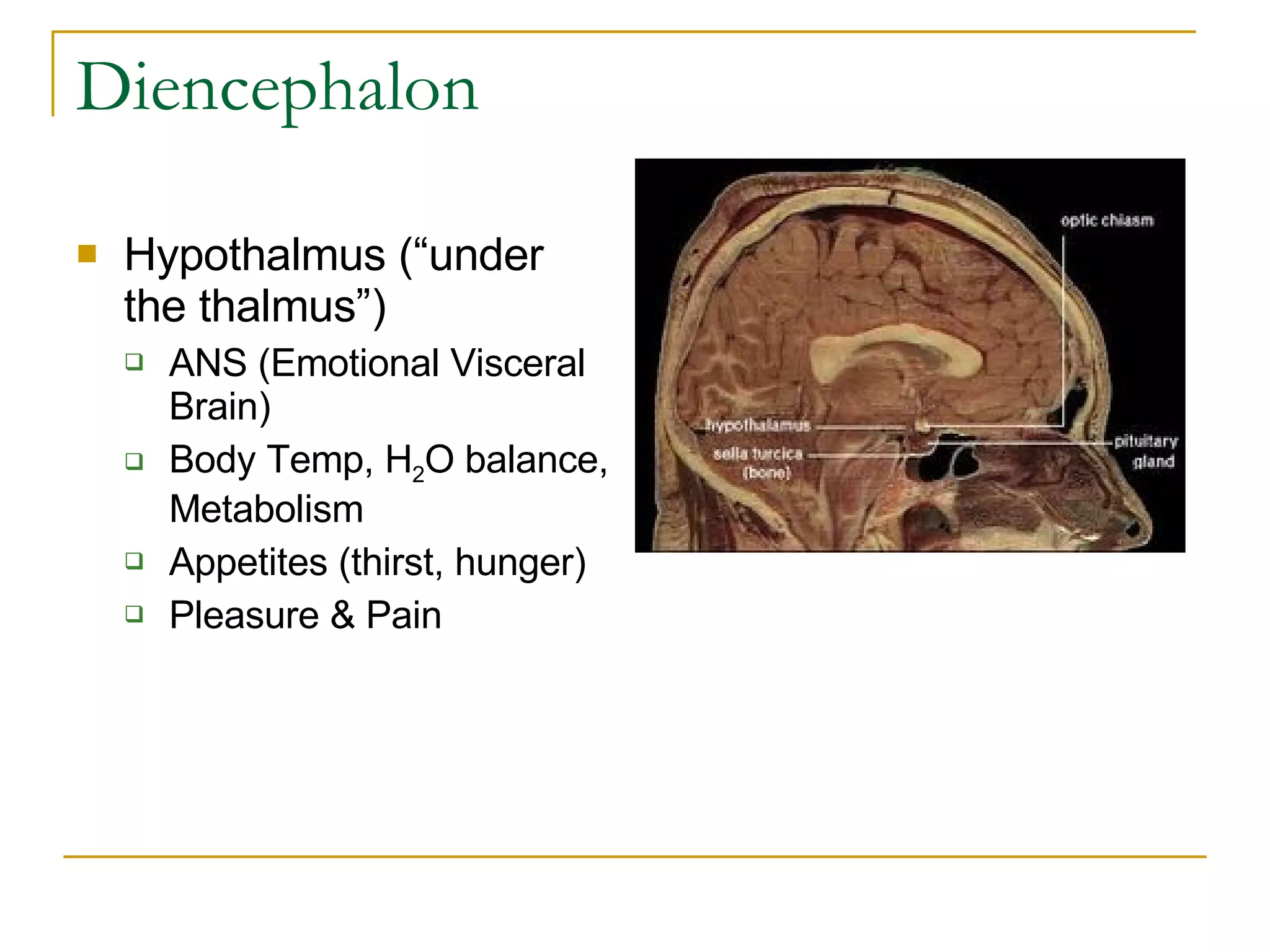 Diencephalon Hypothalmus (“under the thalmus”) ANS (Emotional Visceral Brain) Body Temp, H 2 O balance, Metabolism Appetites (thirst, hunger) Pleasure & Pain  