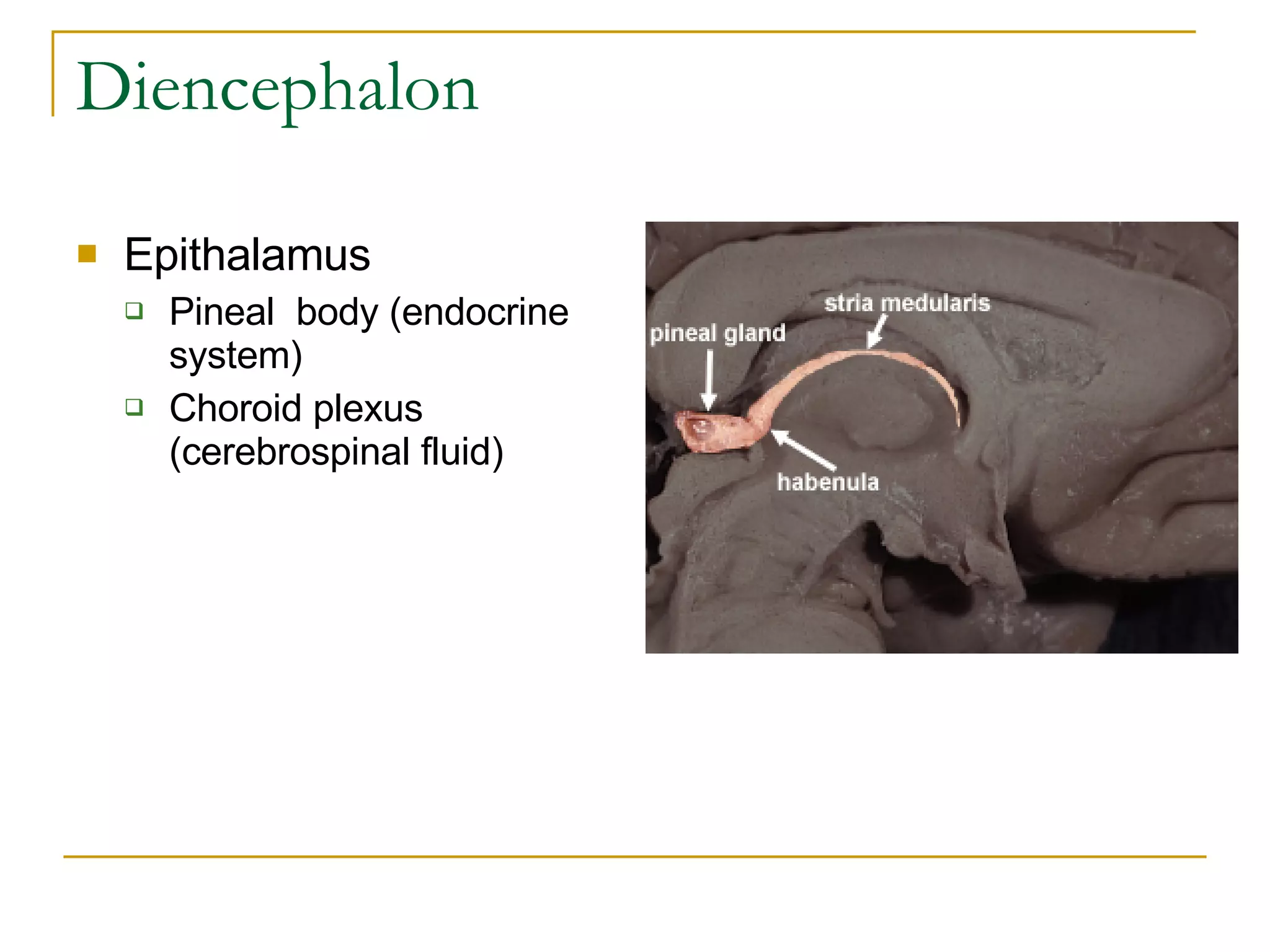 Diencephalon Epithalamus Pineal  body (endocrine system) Choroid plexus (cerebrospinal fluid) 