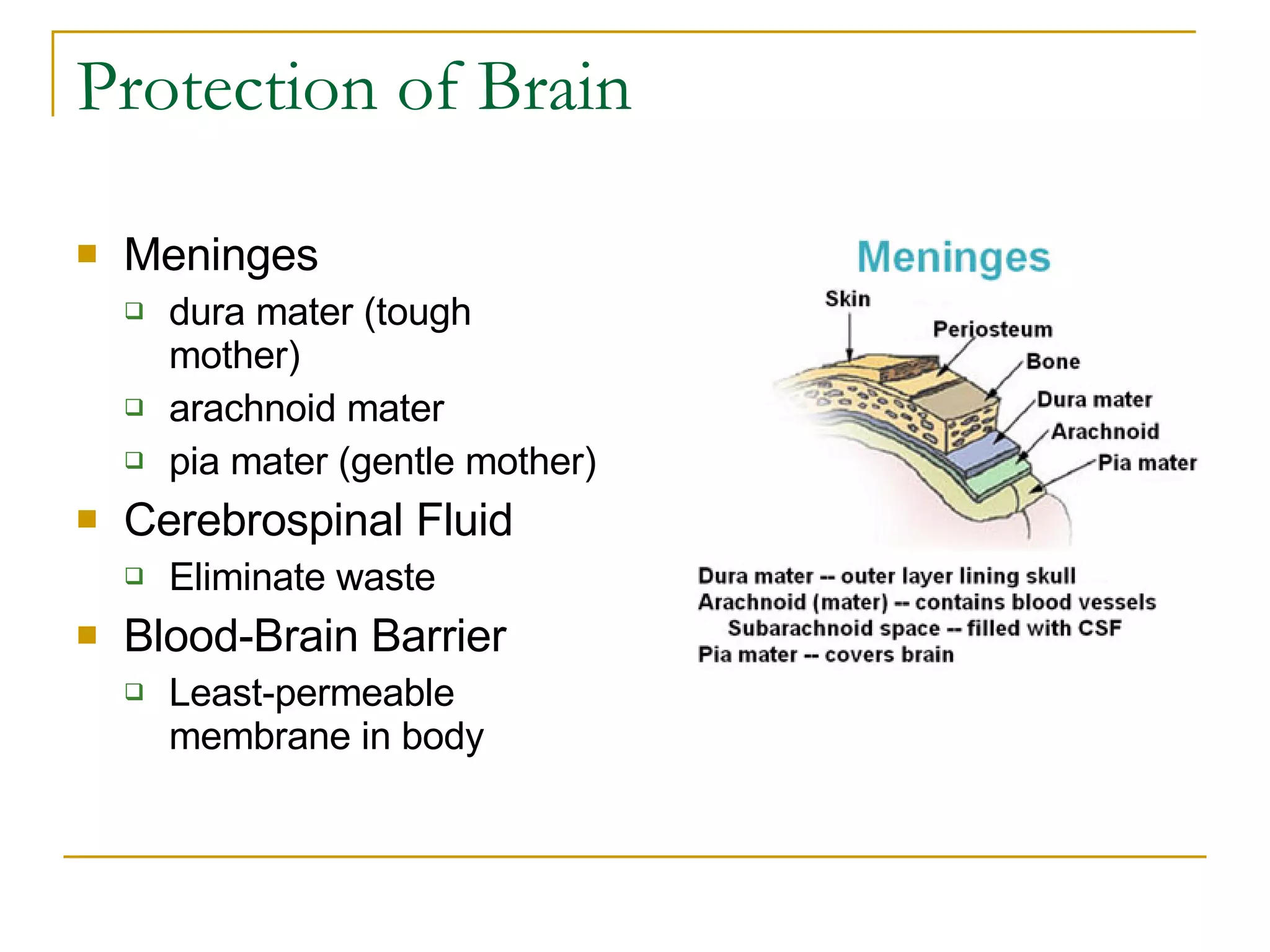 Protection of Brain Meninges dura mater (tough mother) arachnoid mater pia mater (gentle mother) Cerebrospinal Fluid Eliminate waste Blood-Brain Barrier Least-permeable membrane in body 