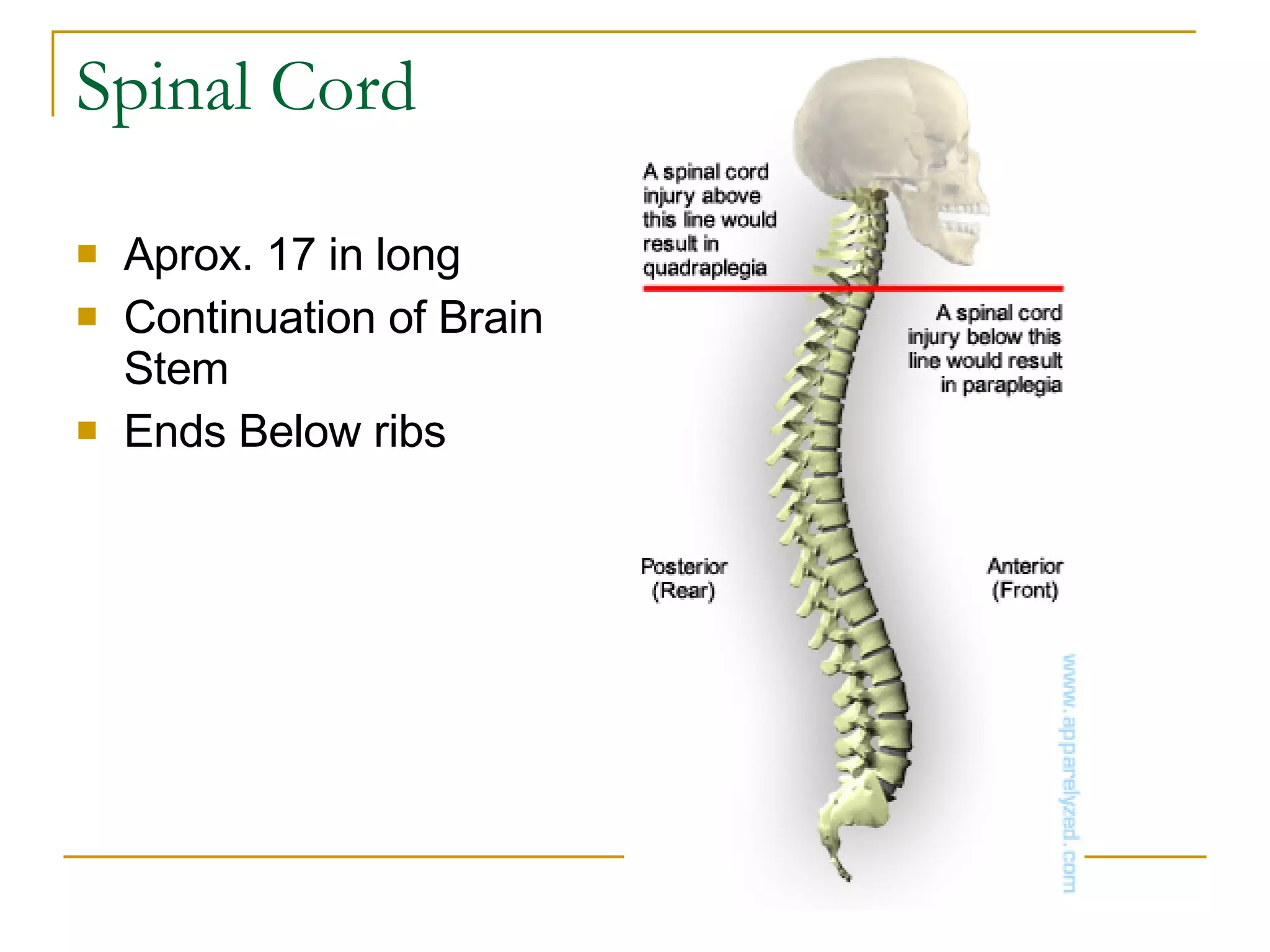 Spinal Cord Aprox. 17 in long Continuation of Brain Stem Ends Below ribs  