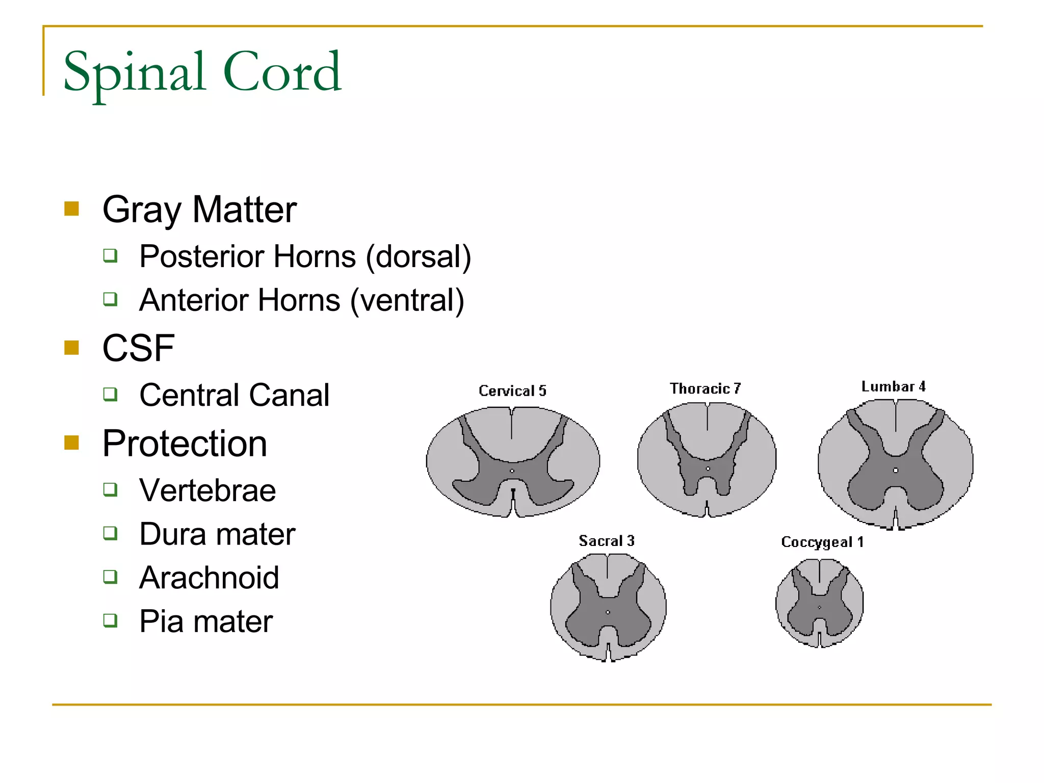Spinal Cord Gray Matter Posterior Horns (dorsal) Anterior Horns (ventral) CSF Central Canal Protection Vertebrae Dura mater Arachnoid Pia mater 