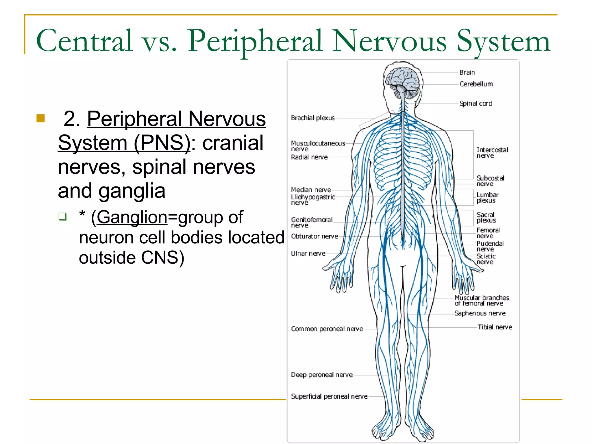 Central vs. Peripheral Nervous System   2.  Peripheral Nervous System (PNS) : cranial nerves, spinal nerves and ganglia * ( Ganglion =group of neuron cell bodies located outside CNS) 