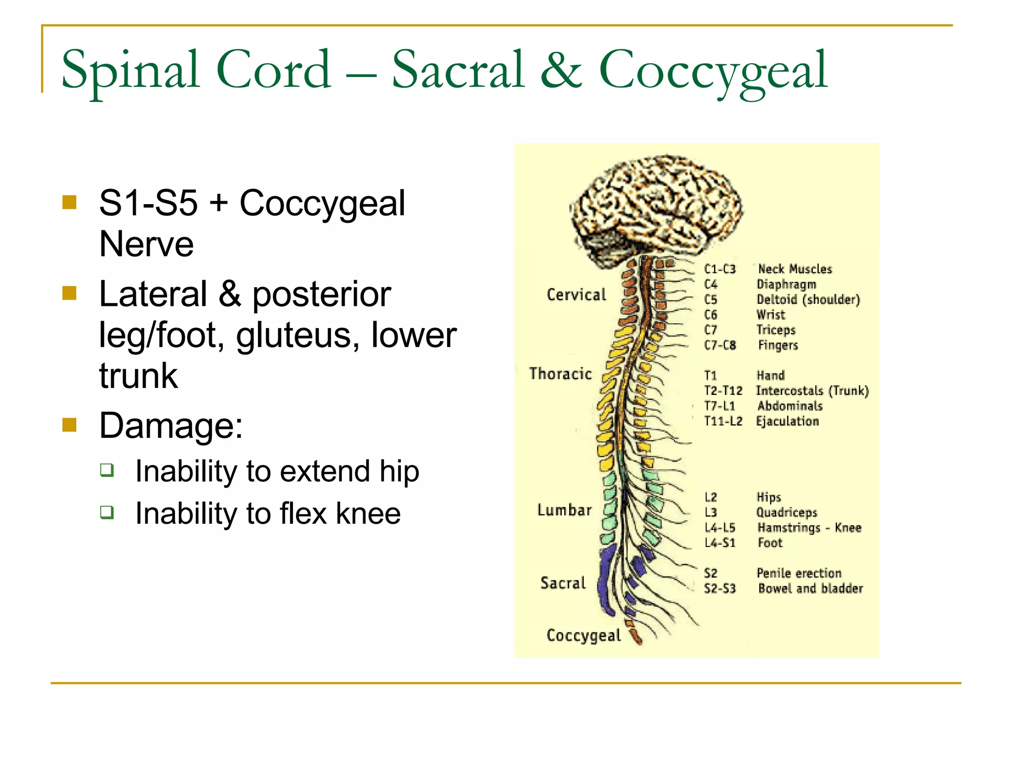 Spinal Cord – Sacral & Coccygeal S1-S5 + Coccygeal Nerve Lateral & posterior leg/foot, gluteus, lower trunk Damage: Inability to extend hip Inability to flex knee  