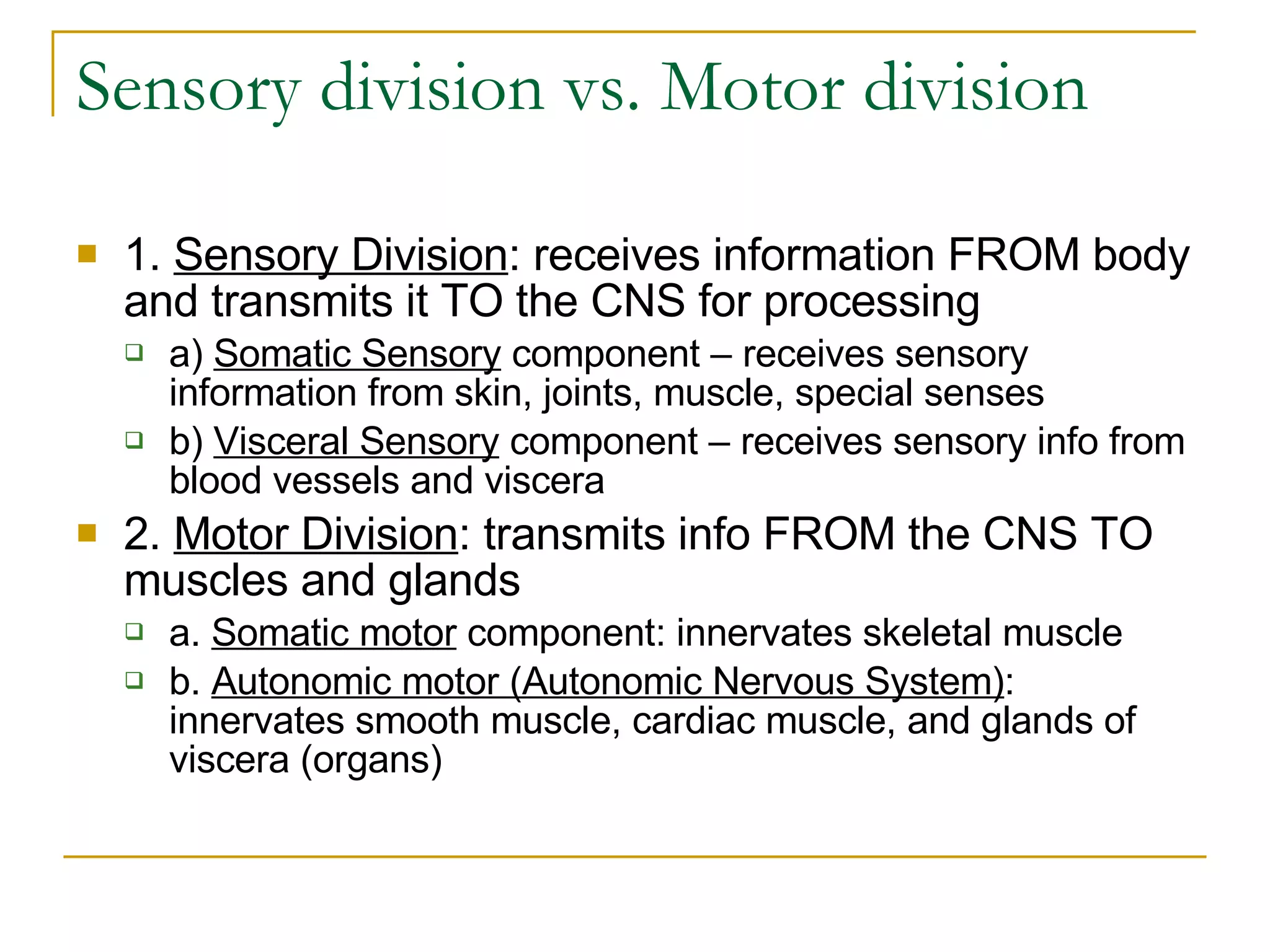 Sensory division vs. Motor division  1.  Sensory Division : receives information FROM body and transmits it TO the CNS for processing a)  Somatic Sensory  component – receives sensory information from skin, joints, muscle, special senses  b)  Visceral Sensory  component – receives sensory info from blood vessels and viscera 2.  Motor Division : transmits info FROM the CNS TO muscles and glands  a.  Somatic motor  component: innervates skeletal muscle  b.  Autonomic motor (Autonomic Nervous System) : innervates smooth muscle, cardiac muscle, and glands of viscera (organs)  