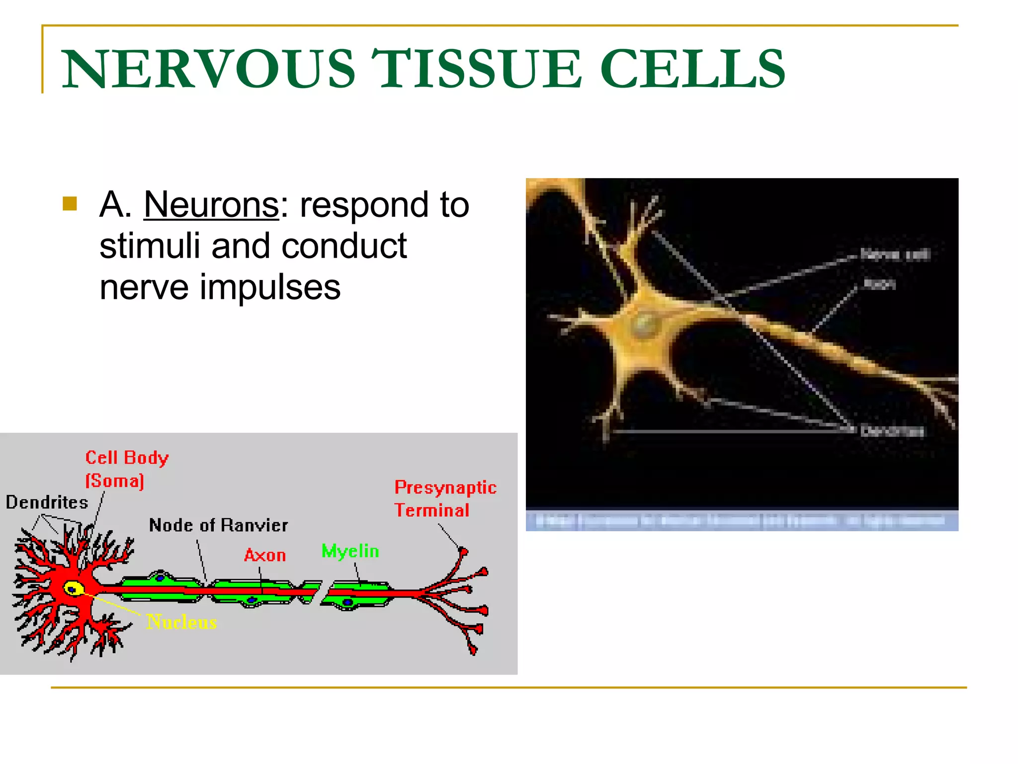 NERVOUS TISSUE CELLS A.  Neurons : respond to stimuli and conduct nerve impulses 