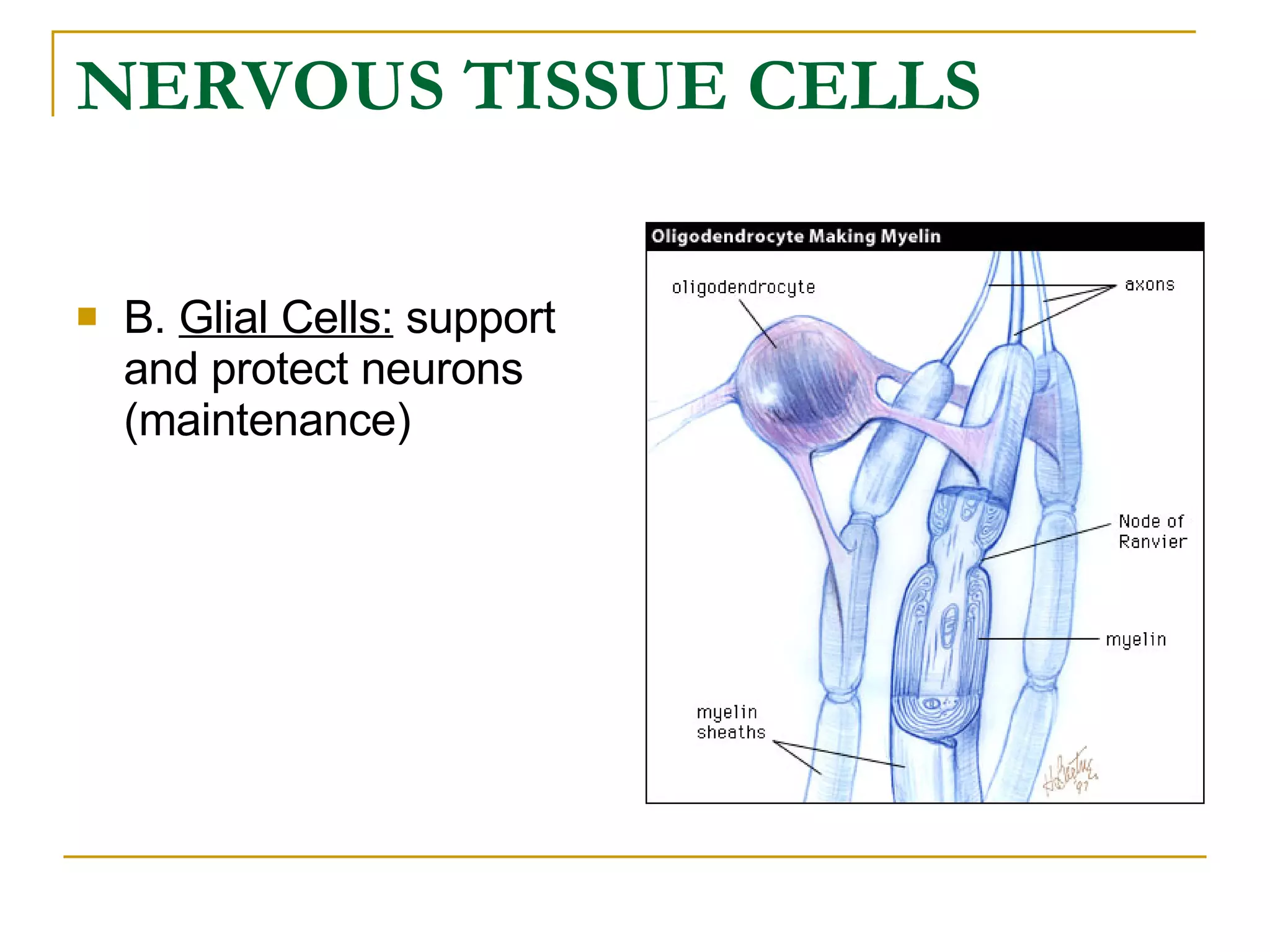 NERVOUS TISSUE CELLS   B.  Glial Cells:  support and protect neurons (maintenance)  