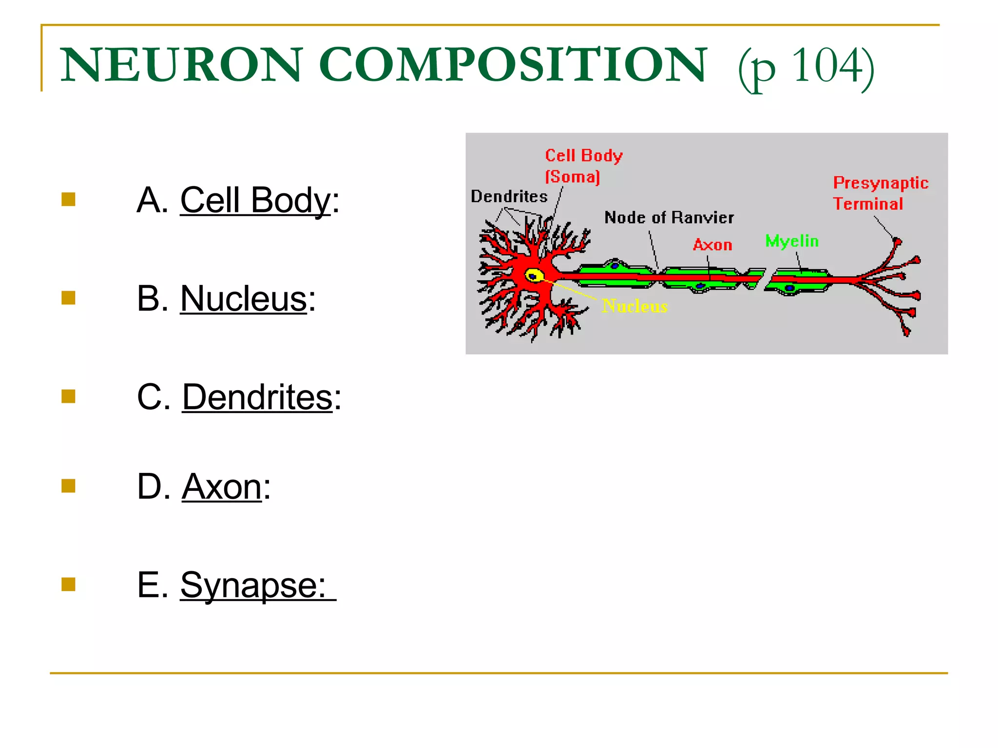 NEURON COMPOSITION   (p 104) A.  Cell Body :       B.  Nucleus :       C.  Dendrites :                D.  Axon :  E.  Synapse:         