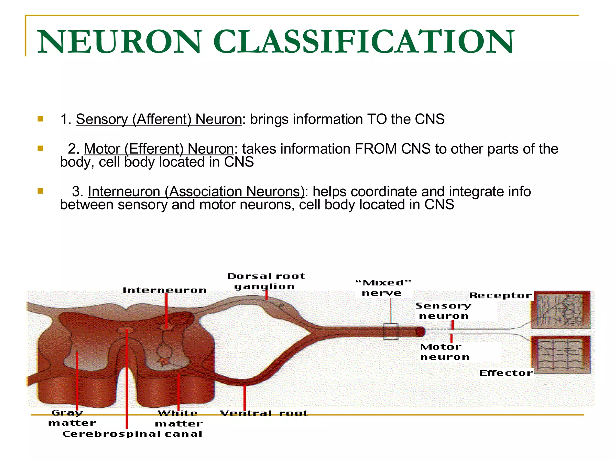 NEURON CLASSIFICATION   1.  Sensory (Afferent) Neuron : brings information TO the CNS        2.  Motor (Efferent) Neuron : takes information FROM CNS to other parts of the body, cell body located in CNS        3.  Interneuron (Association Neurons) : helps coordinate and integrate info between sensory and motor neurons, cell body located in CNS 
