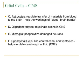 Glial Cells - CNS C.  Astrocytes : regulate transfer of materials from blood to the brain - help the workings of "blood -brain barrier"     D.  Oligodendrocytes : myelinate axons in CNS     E.  Microglia : phagocytize damaged neurons     F.  Ependymal Cells : line central canal and ventricles - help circulate cerebrospinal fluid (CSF)     