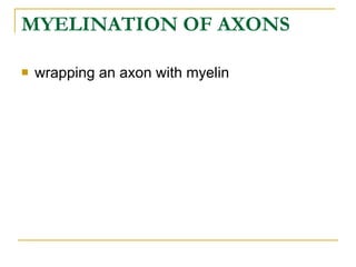 MYELINATION OF AXONS   wrapping an axon with myelin  