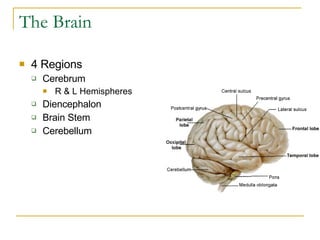 The Brain 4 Regions Cerebrum R & L Hemispheres Diencephalon Brain Stem Cerebellum 