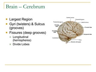 Brain – Cerebrum Largest Region Gyri (twisters) & Sulcus (grooves) Fissures (deep grooves) Longitudinal (hemispheres) Divide Lobes 