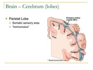 Brain – Cerebrum (lobes) Parietal Lobe Somatic sensory area “ homunculus” 