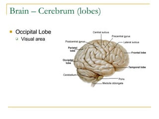 Brain – Cerebrum (lobes) Occipital Lobe Visual area 