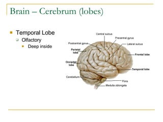 Brain – Cerebrum (lobes) Temporal Lobe Olfactory Deep inside 