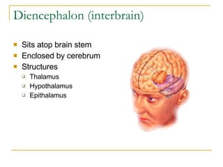 Diencephalon (interbrain) Sits atop brain stem Enclosed by cerebrum Structures  Thalamus Hypothalamus Epithalamus 