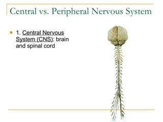 Central vs. Peripheral Nervous System 1.  Central Nervous System (CNS) : brain and spinal cord     