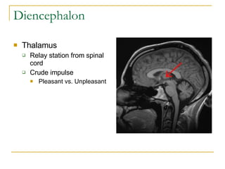 Diencephalon Thalamus Relay station from spinal cord Crude impulse Pleasant vs. Unpleasant 