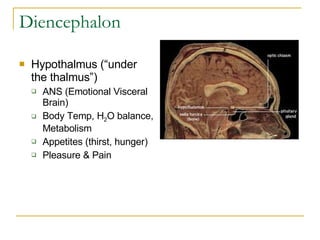 Diencephalon Hypothalmus (“under the thalmus”) ANS (Emotional Visceral Brain) Body Temp, H 2 O balance, Metabolism Appetites (thirst, hunger) Pleasure & Pain  