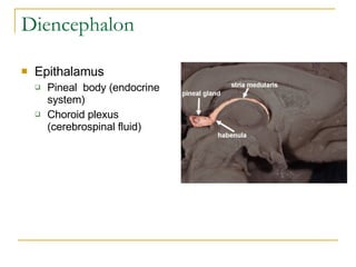 Diencephalon Epithalamus Pineal  body (endocrine system) Choroid plexus (cerebrospinal fluid) 