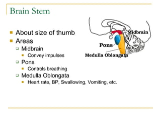Brain Stem About size of thumb Areas Midbrain Convey impulses Pons Controls breathing Medulla Oblongata Heart rate, BP, Swallowing, Vomiting, etc. 