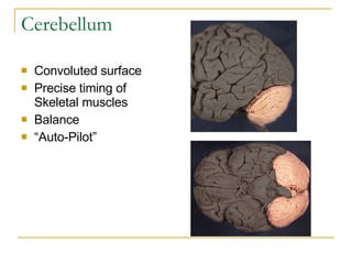 Cerebellum Convoluted surface Precise timing of Skeletal muscles Balance “ Auto-Pilot” 