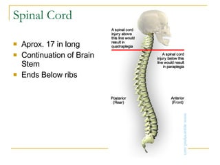 Spinal Cord Aprox. 17 in long Continuation of Brain Stem Ends Below ribs  
