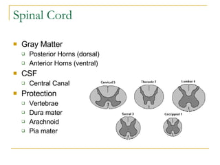Spinal Cord Gray Matter Posterior Horns (dorsal) Anterior Horns (ventral) CSF Central Canal Protection Vertebrae Dura mater Arachnoid Pia mater 