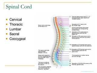 Spinal Cord Cervical Thoracic Lumbar Sacral Coccygeal 