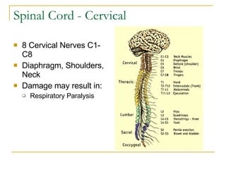Spinal Cord - Cervical 8 Cervical Nerves C1-C8 Diaphragm, Shoulders, Neck Damage may result in: Respiratory Paralysis 