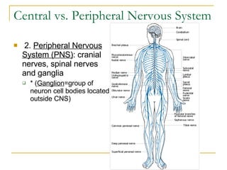 Central vs. Peripheral Nervous System   2.  Peripheral Nervous System (PNS) : cranial nerves, spinal nerves and ganglia * ( Ganglion =group of neuron cell bodies located outside CNS) 