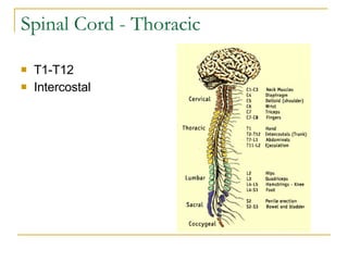 Spinal Cord - Thoracic T1-T12 Intercostal 