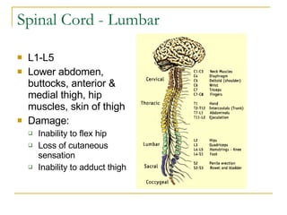 Spinal Cord - Lumbar L1-L5 Lower abdomen, buttocks, anterior & medial thigh, hip muscles, skin of thigh Damage: Inability to flex hip  Loss of cutaneous sensation Inability to adduct thigh 