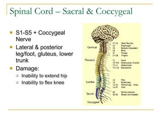 Spinal Cord – Sacral & Coccygeal S1-S5 + Coccygeal Nerve Lateral & posterior leg/foot, gluteus, lower trunk Damage: Inability to extend hip Inability to flex knee  