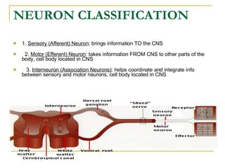 NEURON CLASSIFICATION   1.  Sensory (Afferent) Neuron : brings information TO the CNS        2.  Motor (Efferent) Neuron : takes information FROM CNS to other parts of the body, cell body located in CNS        3.  Interneuron (Association Neurons) : helps coordinate and integrate info between sensory and motor neurons, cell body located in CNS 