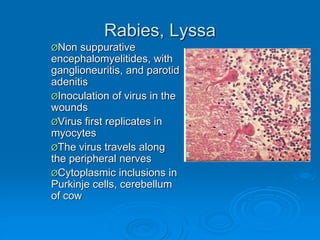 Rabies Inclusions Pathology of nervous system | PPT