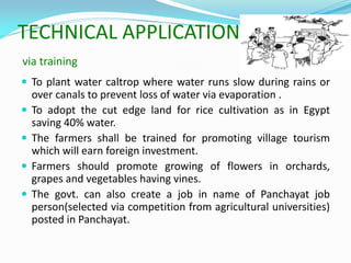 TECHNICAL APPLICATION
via training
 To plant water caltrop where water runs slow during rains or
over canals to prevent loss of water via evaporation .
 To adopt the cut edge land for rice cultivation as in Egypt
saving 40% water.
 The farmers shall be trained for promoting village tourism
which will earn foreign investment.
 Farmers should promote growing of flowers in orchards,
grapes and vegetables having vines.
 The govt. can also create a job in name of Panchayat job
person(selected via competition from agricultural universities)
posted in Panchayat.
 