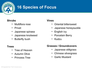 16 Species of Focus Shrubs Multiflora rose Privet Japanese spiraea Japanese knotweed Butterfly bush Trees Tree of Heaven Autumn Olive Princess Tree Vines Oriental bittersweet Japanese honeysuckle English ivy Porcelain Berry Kudzu Grasses / Groundcovers Japanese stiltgrass Chinese silvergrass Garlic Mustard 