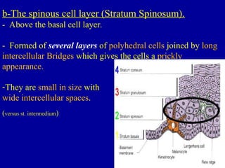 6- oral mucosa prof gobran azhar -1.ppt