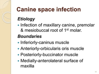 Canine space infection
Etiology
 Infection of maxillary canine, premolar
& mesiobuccal root of 1st molar.
Boundaries
 Inferiorly-caninus muscle
 Anteriorly-orbicularis oris muscle
 Posteriorly-buccinator muscle
 Medially-anterolateral surface of
maxilla
38
 