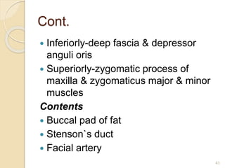 Cont.
 Inferiorly-deep fascia & depressor
anguli oris
 Superiorly-zygomatic process of
maxilla & zygomaticus major & minor
muscles
Contents
 Buccal pad of fat
 Stenson`s duct
 Facial artery
43
 