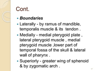 Cont.
 Boundaries
 Laterally - by ramus of mandible,
temporalis muscle & its tendon .
 Medially - medial pterygoid plate ,
lateral pterygoid muscle , medial
pterygoid muscle ,lower part of
temporal fossa of the skull & lateral
wall of pharynx .
 Superiorly - greater wing of sphenoid
& by zygomatic arch . 47
 