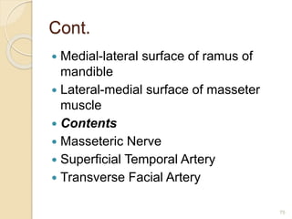 Cont.
 Medial-lateral surface of ramus of
mandible
 Lateral-medial surface of masseter
muscle
 Contents
 Masseteric Nerve
 Superficial Temporal Artery
 Transverse Facial Artery
75
 