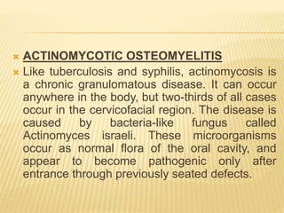  ACTINOMYCOTIC OSTEOMYELITIS
 Like tuberculosis and syphilis, actinomycosis is
a chronic granulomatous disease. It can occur
anywhere in the body, but two-thirds of all cases
occur in the cervicofacial region. The disease is
caused by bacteria-like fungus called
Actinomyces israeli. These microorganisms
occur as normal flora of the oral cavity, and
appear to become pathogenic only after
entrance through previously seated defects.
 