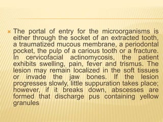  The portal of entry for the microorganisms is
either through the socket of an extracted tooth,
a traumatized mucous membrane, a periodontal
pocket, the pulp of a carious tooth or a fracture.
In cervicofacial actinomycosis, the patient
exhibits swelling, pain, fever and trismus. The
lesion may remain localized in the soft tissues
or invade the jaw bones. If the lesion
progresses slowly, little suppuration takes place;
however, if it breaks down, abscesses are
formed that discharge pus containing yellow
granules
 