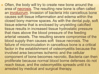  Often, the body will try to create new bone around the
area of necrosis. The resulting new bone is often called
an involucrum. Invasion of bacteria into cancellous bone
causes soft tissue inflammation and edema within the
closed bony marrow spaces. As with the dental pulp, soft
tissue edema that is enclosed by unyielding calcified
tissue results in increased tissue hydrostatic pressure
that rises above the blood pressure of the feeding
arterial vessels. The resulting severe compromise of the
blood supply then causes soft tissue necrosis. The
failure of microcirculation in cancellous bone is a critical
factor in the establishment of osteomyelitis because the
involved area becomes ischemic and the cellular
component of bone becomes necrotic. Bacteria can then
proliferate because normal blood borne defenses do not
reach tissue, and the osteomyelitis spreads until it is
arrested by medical and surgical therapy.
 