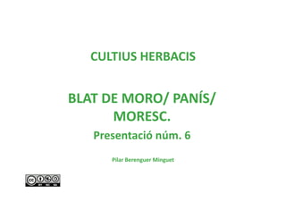 CULTIUS HERBACIS 


BLAT DE MORO/ PANÍS/ 
      MORESC.  
   Presentació núm. 6 
      Pilar Berenguer Minguet 
 